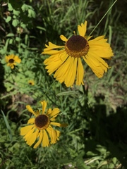Helenium bigelovii