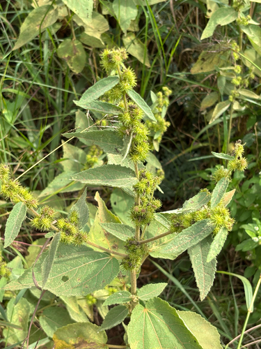 Triumfetta tomentosa observed 2025-04-25