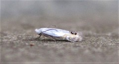 Paraleucoptera albella