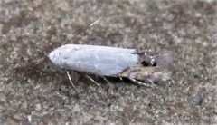 Paraleucoptera albella