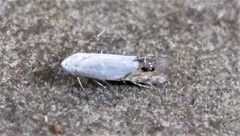 Paraleucoptera albella