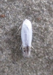 Paraleucoptera albella