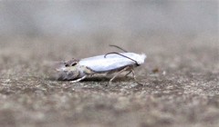 Paraleucoptera albella