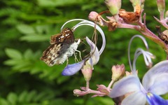 Caprona ransonnettii