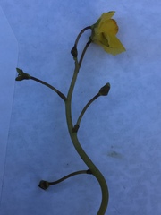 Utricularia australis