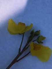 Utricularia australis