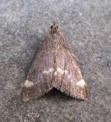 Pyrausta nicalis