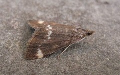 Pyrausta nicalis