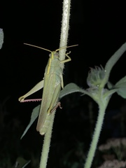 Schistocerca alutacea