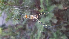 Trichonephila clavata