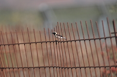 Oenanthe melanoleuca