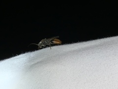 Sphaeropthalma marpesia