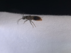 Sphaeropthalma marpesia
