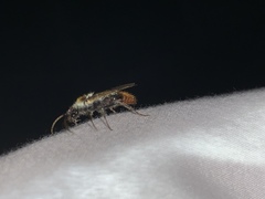 Sphaeropthalma marpesia