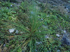 Puccinellia chathamica