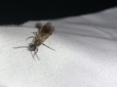 Sphaeropthalma marpesia