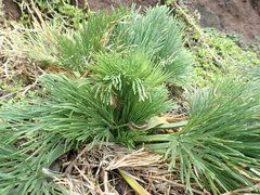 Aciphylla dieffenbachii