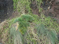 Aciphylla dieffenbachii