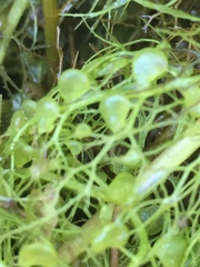 Utricularia australis