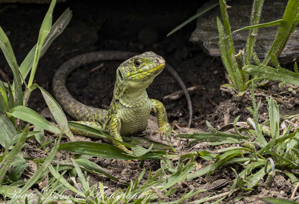 April Lizard Ocellated lizard from Almada, Portugal on April 25, 2025 at 12:29 PM by ...