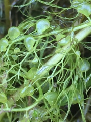 Utricularia australis