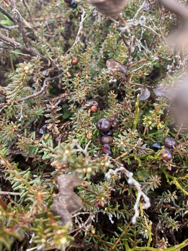 black crowberry