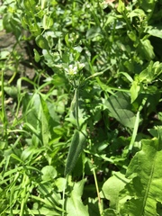 Cerastium holosteoides