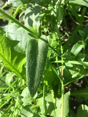 Cerastium holosteoides
