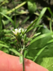 Cerastium holosteoides