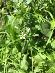 Cerastium holosteoides