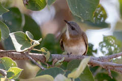 Conopophila albogularis
