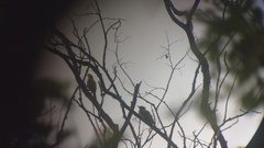 Chrysophlegma flavinucha