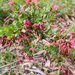 Grevillea baueri - Photo (c) Nathan Odgers, alguns direitos reservados (CC BY), uploaded by Nathan Odgers