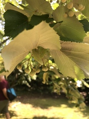 Tilia × europaea