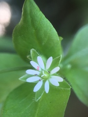 Stellaria media