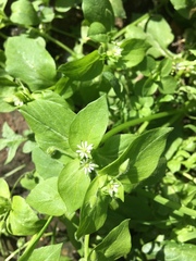 Stellaria media