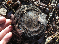 Lepista fibrosissima