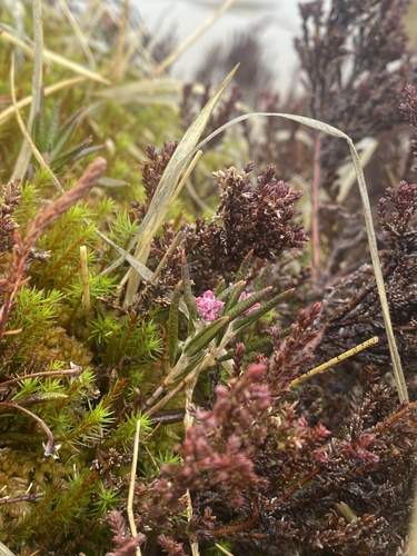 Wild Rosemary