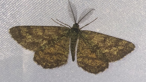 Ematurga atomaria