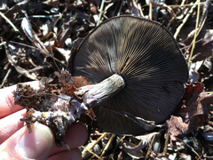 Lepista fibrosissima