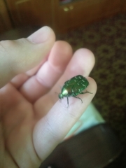 Protaetia marginicollis