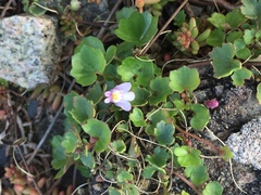 Cymbalaria