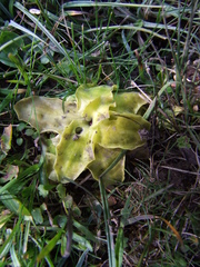 Pinguicula grandiflora