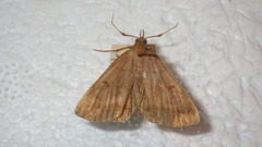 Zanclognatha lunalis