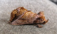 Pseudeva purpurigera