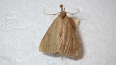 Zanclognatha lunalis