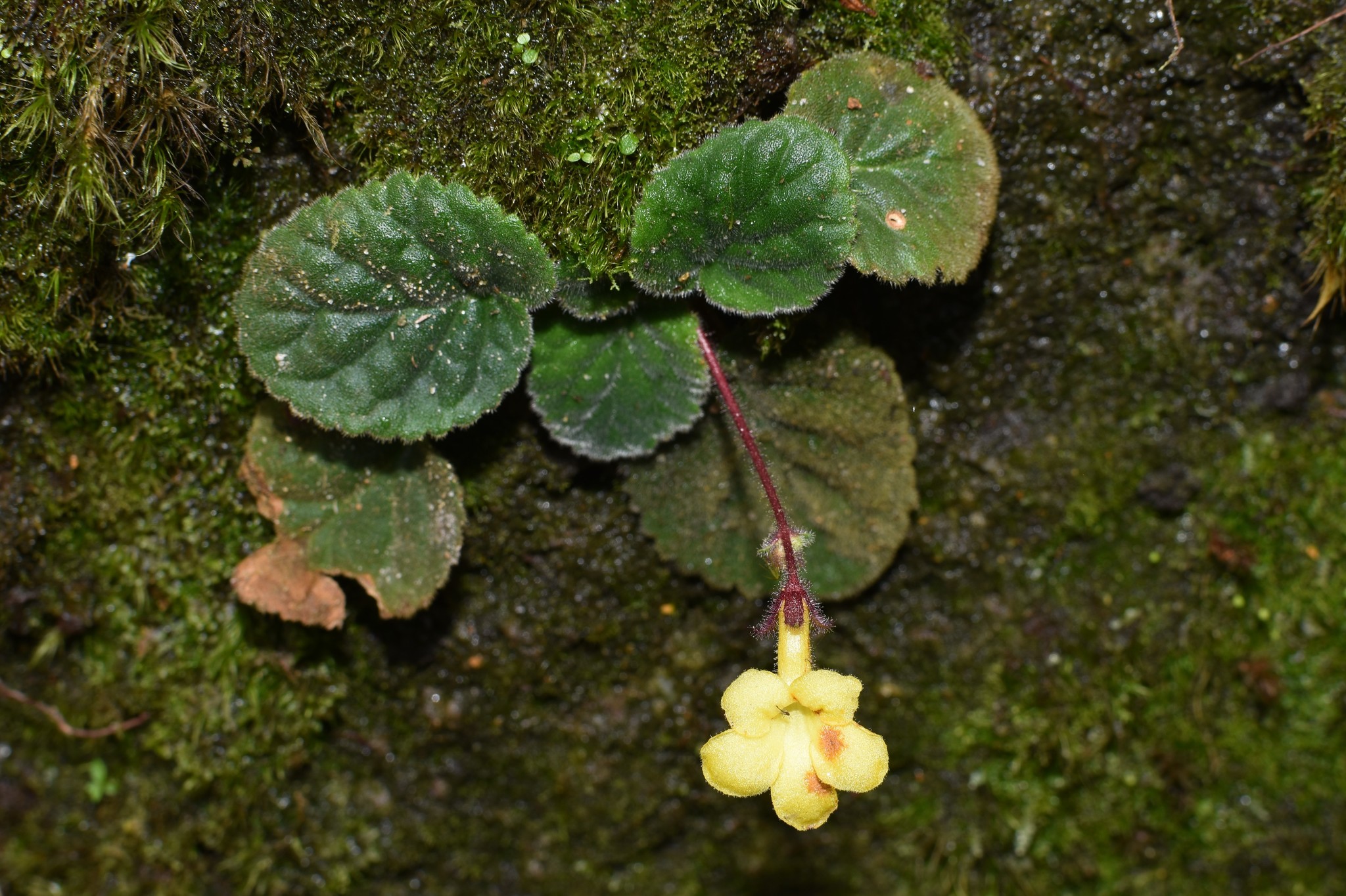 Oreocharis longituba — ảnh 2