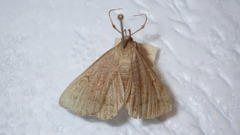 Zanclognatha lunalis
