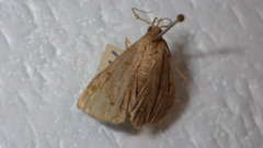 Zanclognatha lunalis