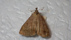 Zanclognatha lunalis